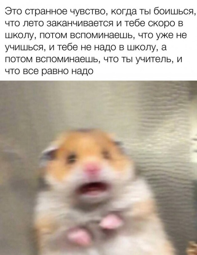 Федя, дичь!