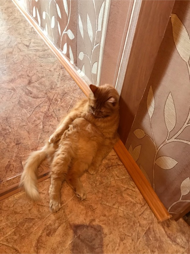 Не на всякого кота гравитация может воздейстовать! Им вообще плевать на законы физики