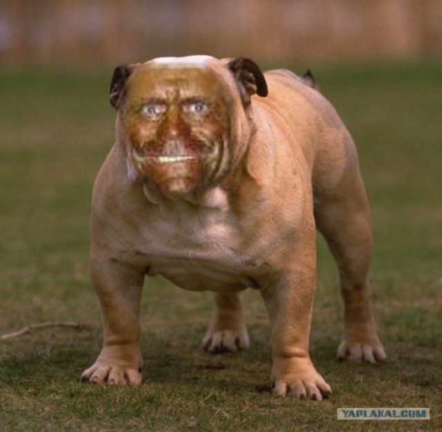 Накачанный зверь