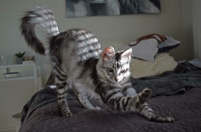 К - Котогеничность