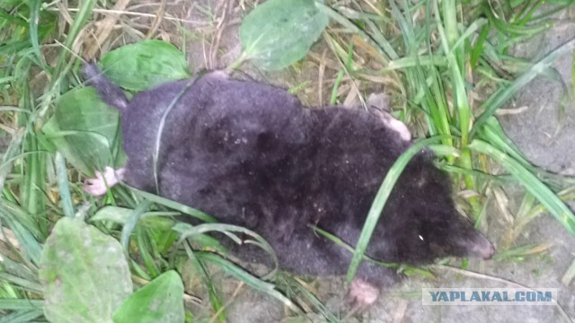 Как получить в жены богиню