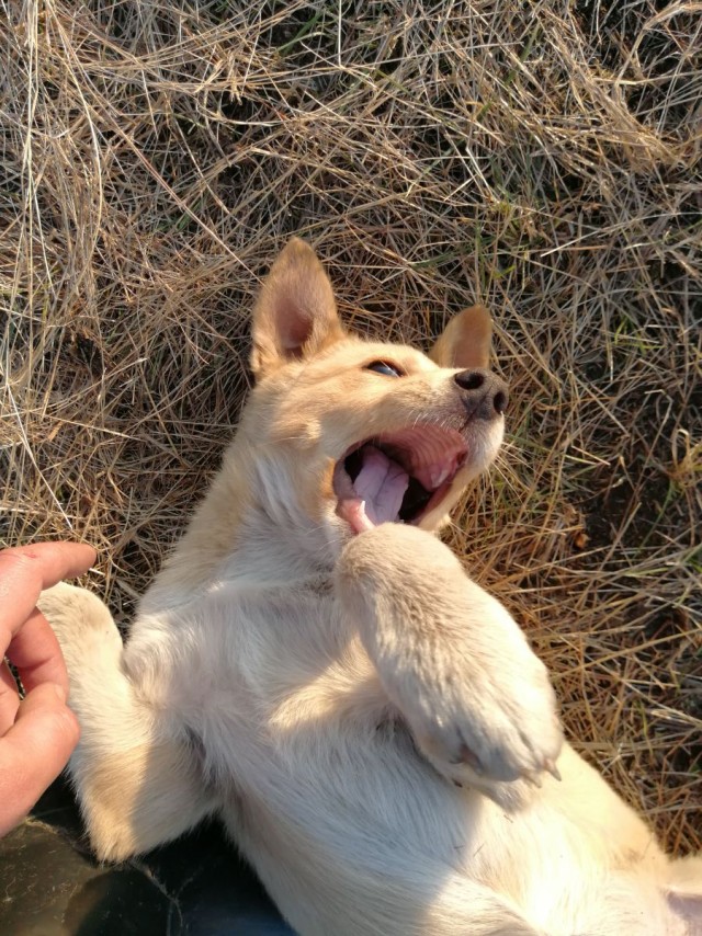 Собака на сене