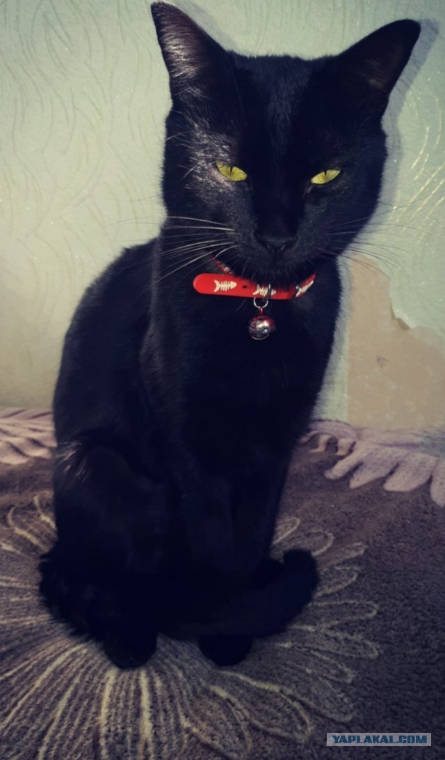 Даешь котовторник!