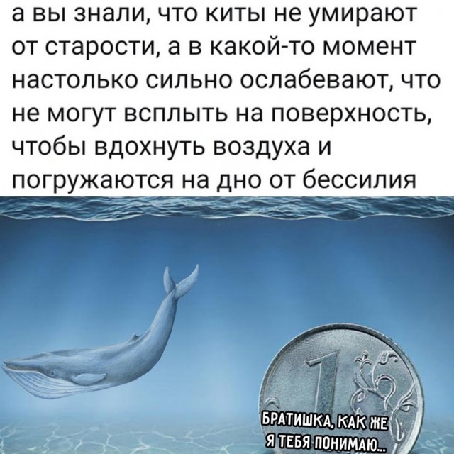 Весёлый полтишок 08.12