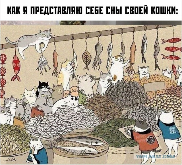 Веселые картинки и видосики