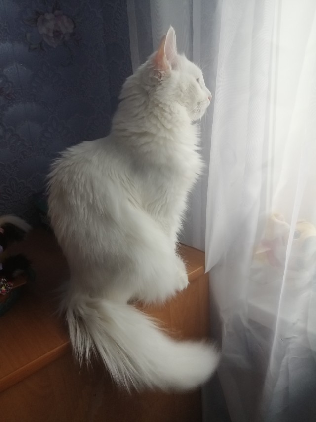 А что это мы котовторник не начинаем? Время пришло!
