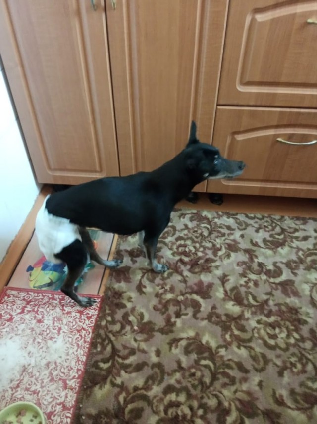 А у вас есть домашние питомцы с особенностями?
