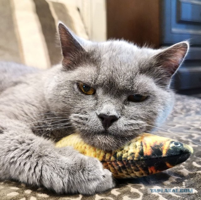 А это мой котан к котовторнику