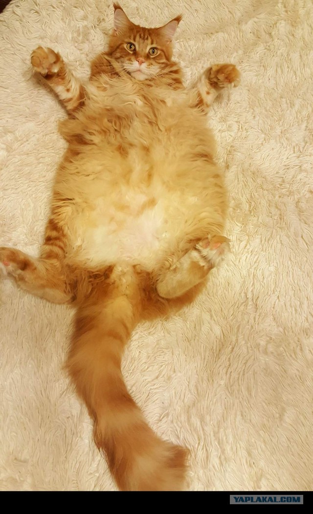 Котовторник 19.07.22