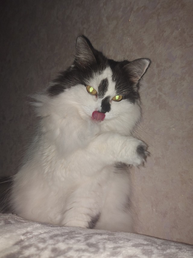 Котёнок Батон приветствует ЯПовцев