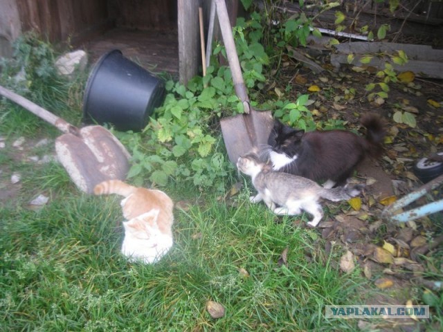 Жизнь домашнего приюта для котеек 418