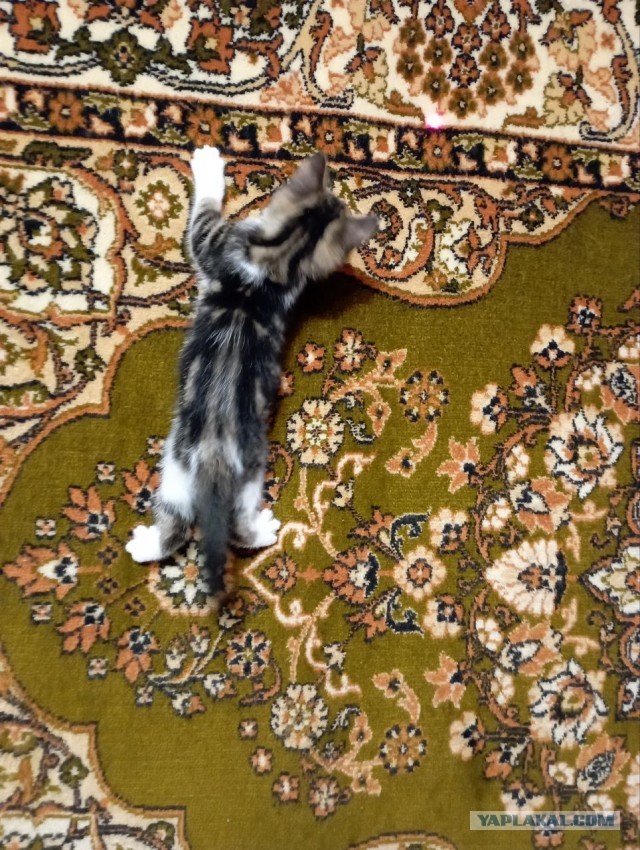 Котовторник, пополнение