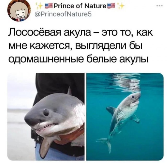 Картинки и мемы для настроения - 181