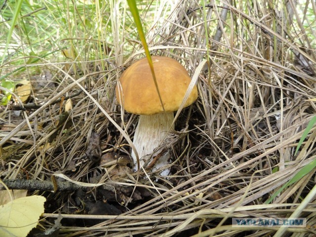 Мыльница