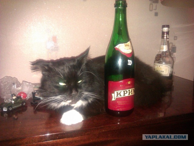 Котовторник 16.04.2013