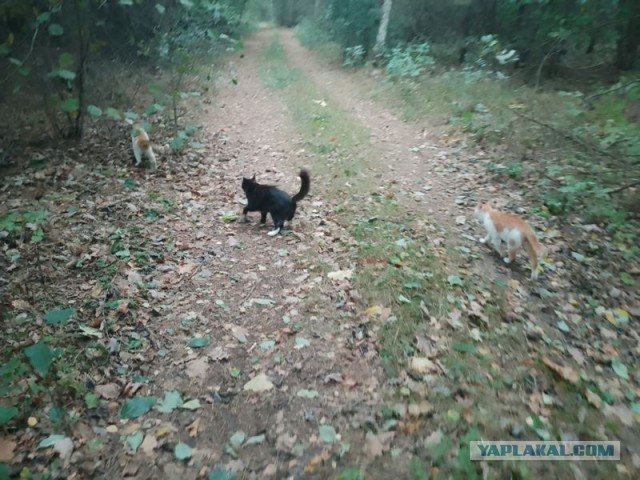 Жизнь домашнего приюта для котеек 465
