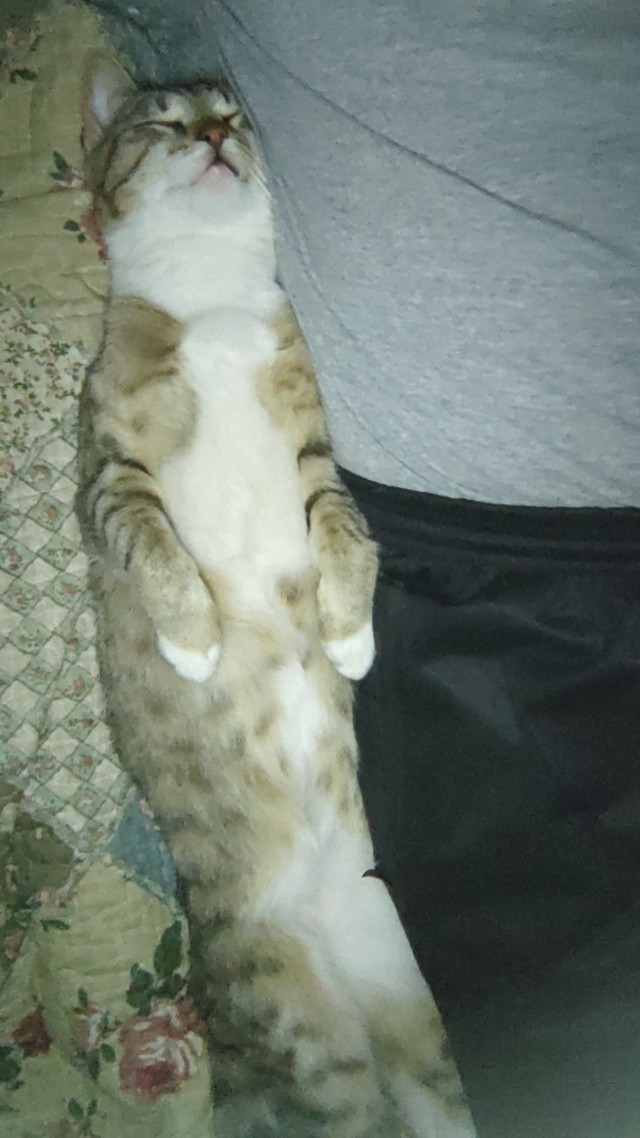 Позы для сна у кошек - что они означают?