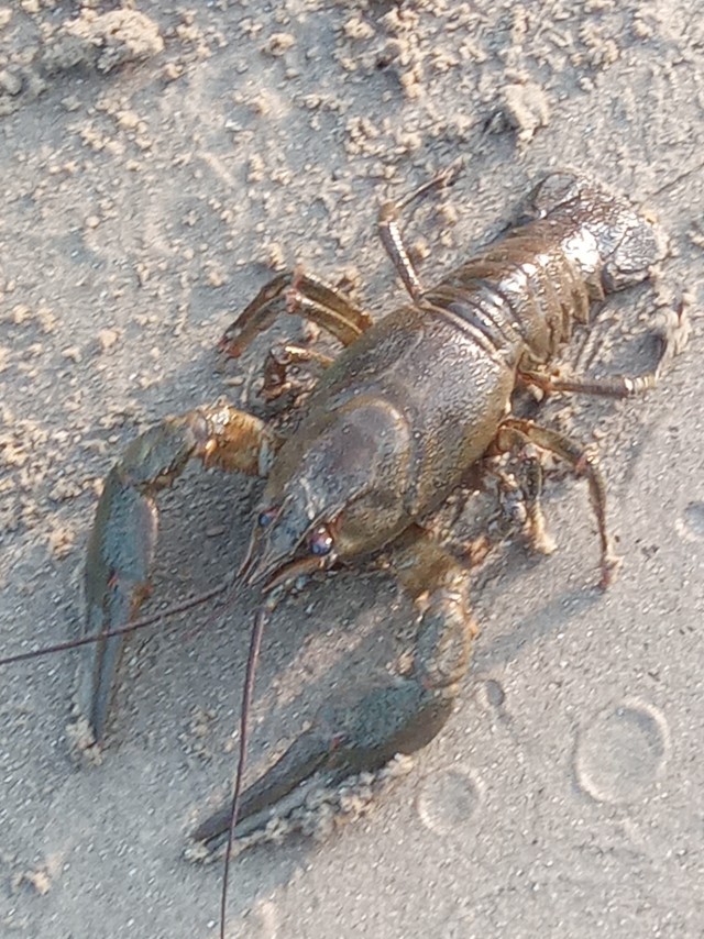 Я никогда не ел мясо краба