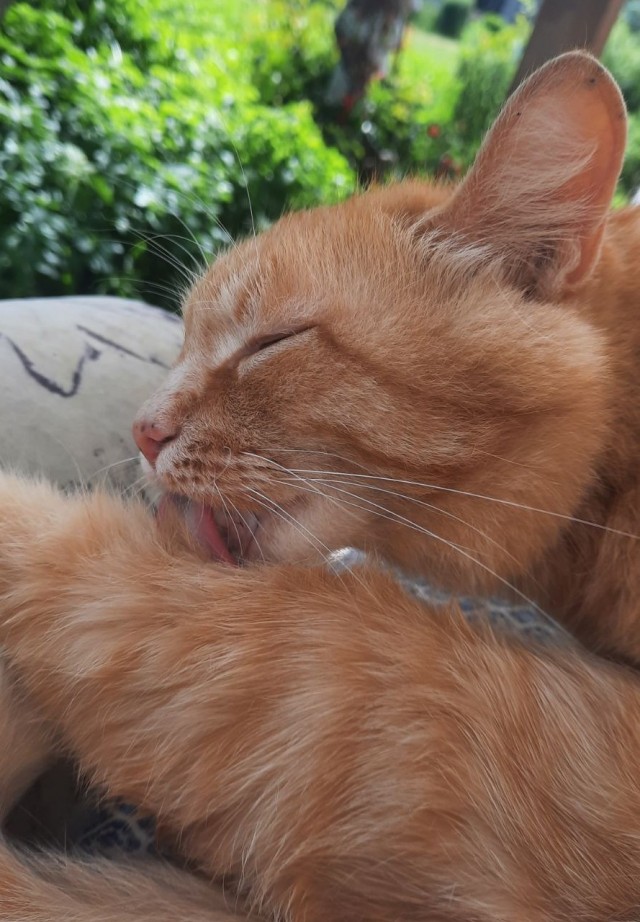 Котовторник!