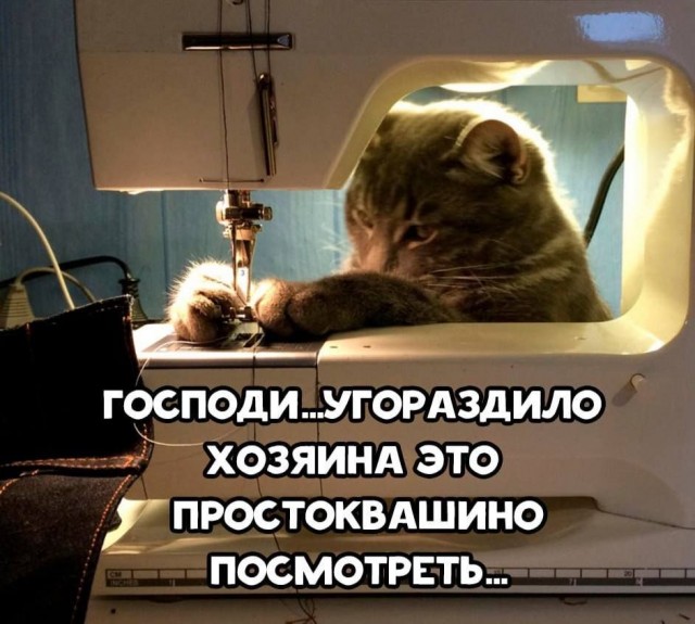 Котовторник в картинках