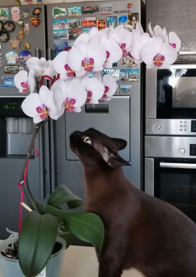 С Котовторником!