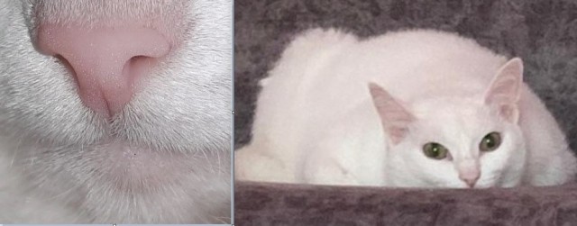 Грустный котовторник