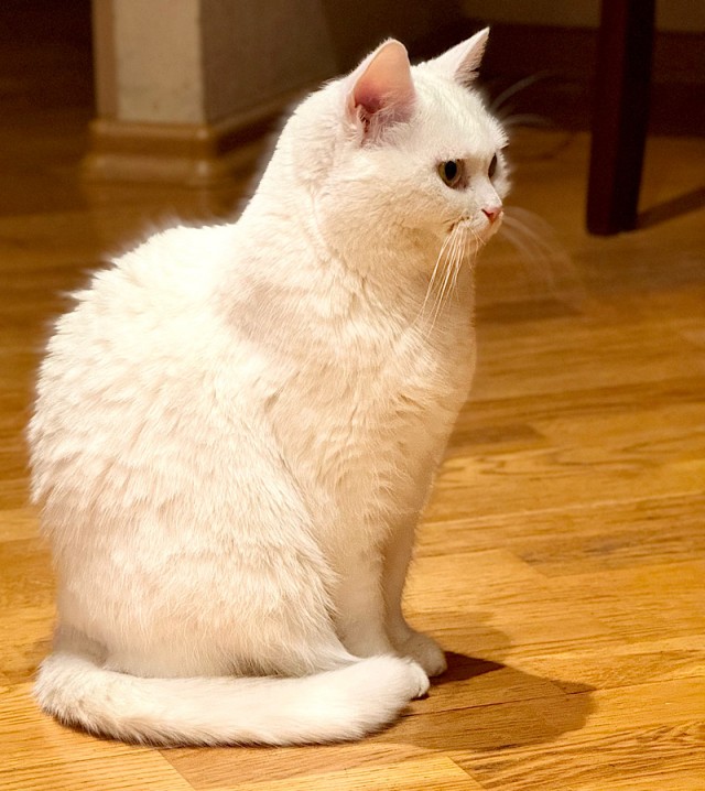 Купила кошке ковëр