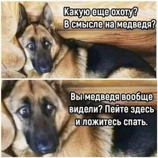 В Приморье охотник стал жертвой медведя