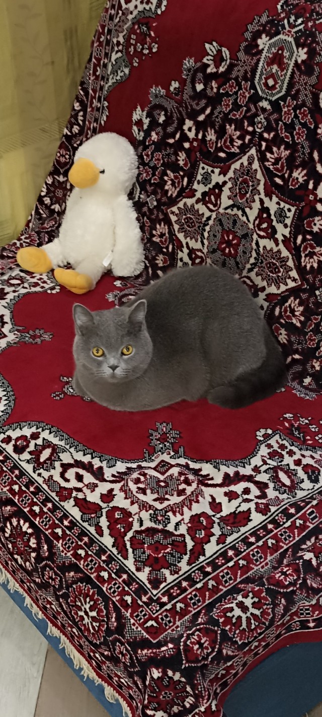 Совпало с котовторником.