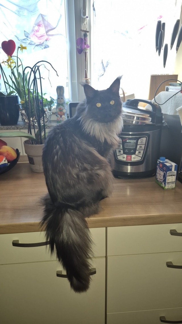 Котовторник! Успел!)