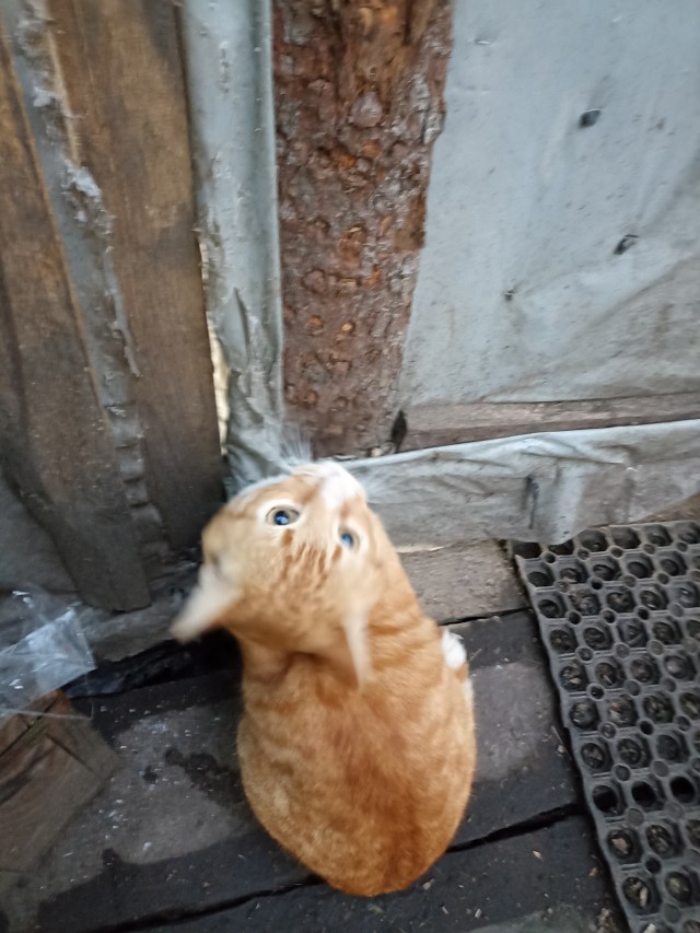 Котики и пёсики.