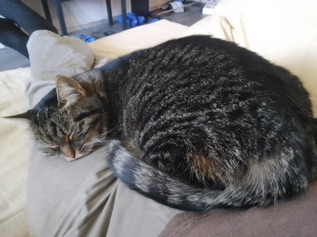 Котовторник