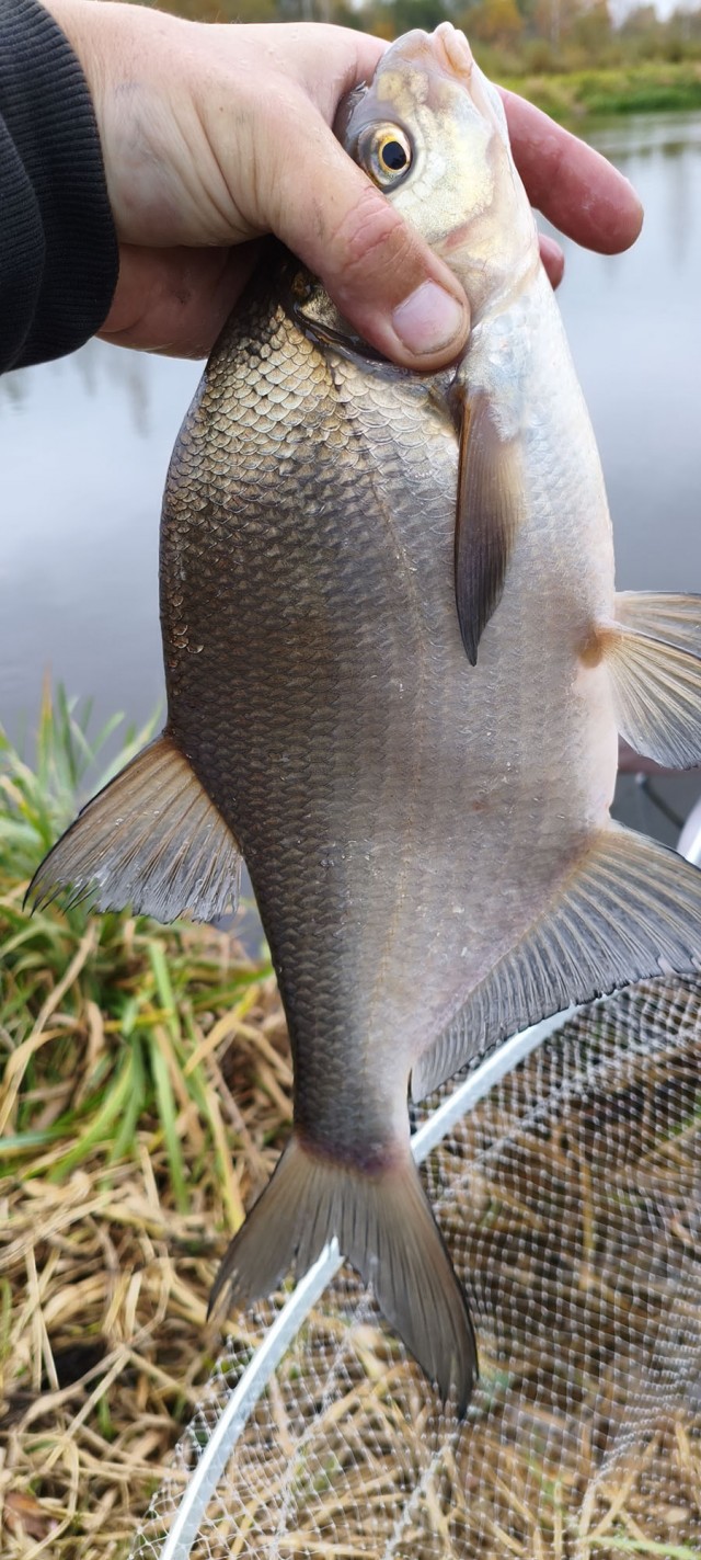 Рыбалка на реке Березина. Беларусь