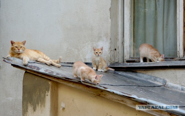 Кошки со своими котятами