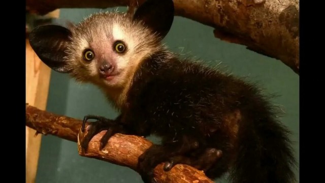 Вечерней милоты