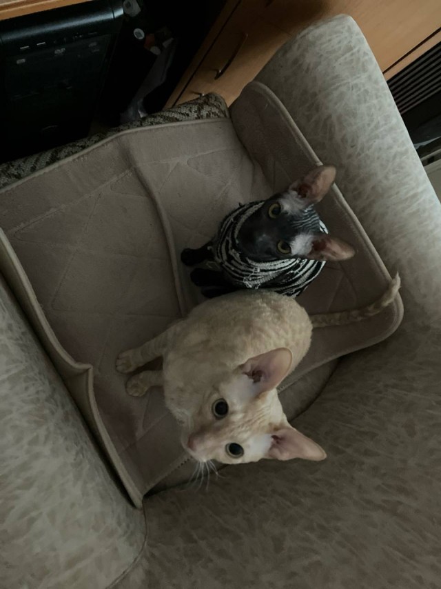 Котофторник жеж