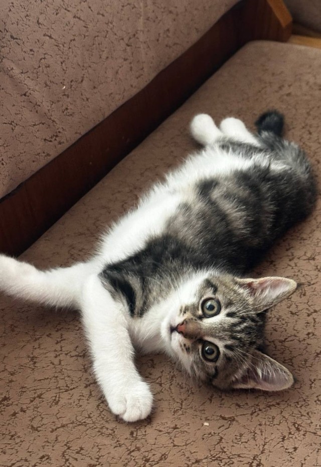 А котовторник уже пришёл?