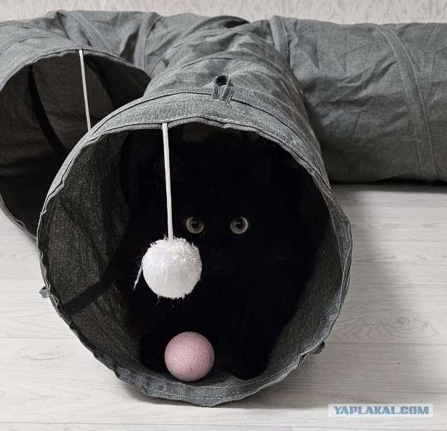 К-котовторник.