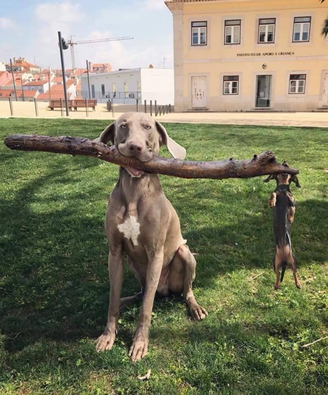 Вези меня, мразь!