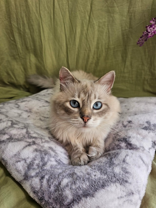Котики в добрые руки
