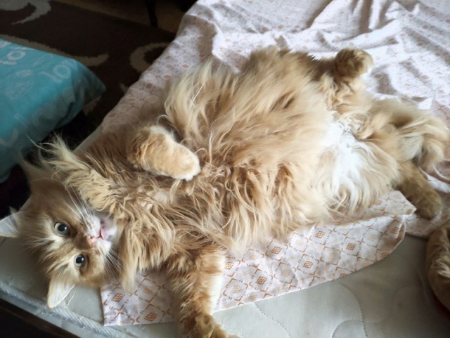 Котовторник - он такой.