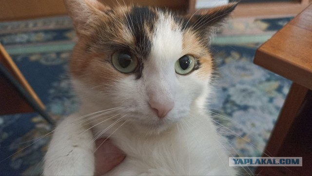 К котовторнику: знакомтесь: Сёма