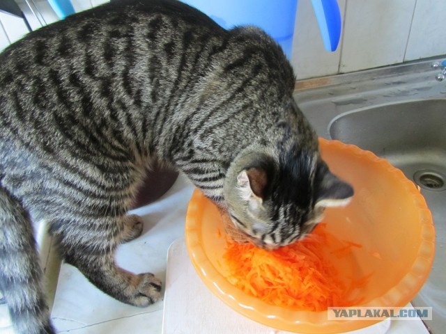 Котовторник 04.03.2014