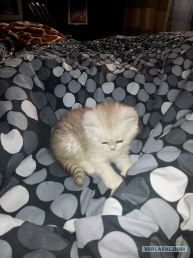 Котовторник 09.09.2014