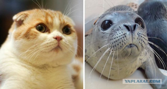 Забавные коты и кошки