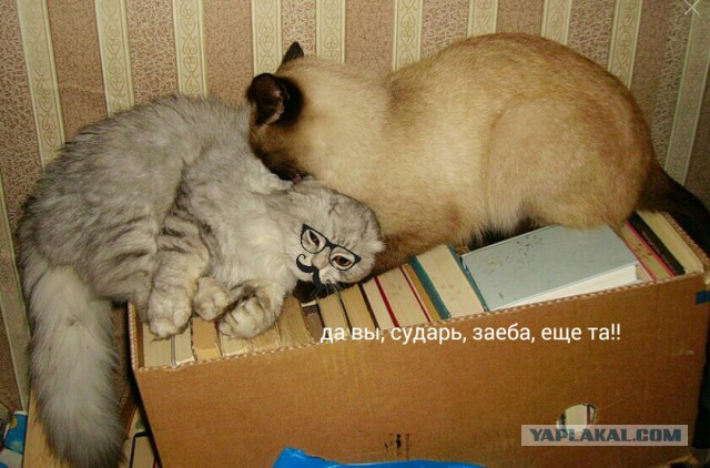 Котэ, которых застали врасплох