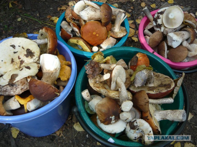 Вспомним лето! Вылазка за грибами.