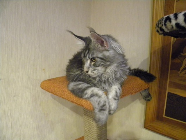 Котовторник