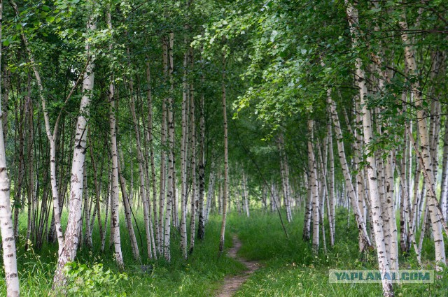 Самые красивые деревья в мире