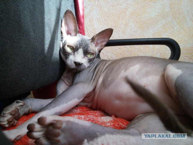 Если есть кошачье ню, то оно выглядит вот так...